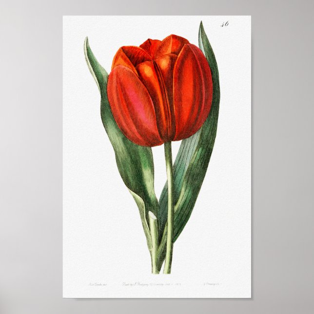 Vintage Botanical Illustration Poster (Front)
