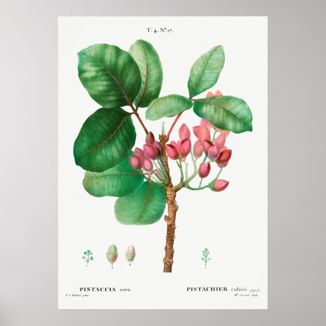 Vintage Botanical Illustration Poster (Front)