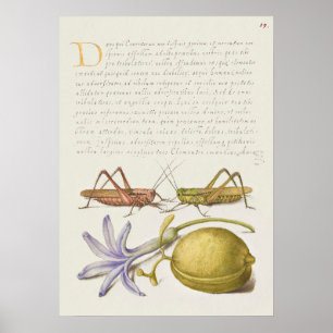 Vintage Botanical Illustration Poster