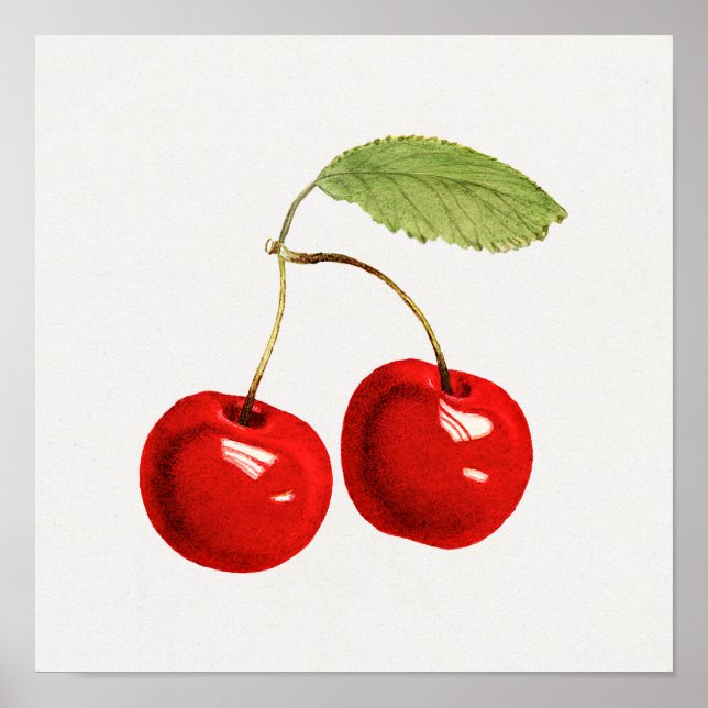 Vintage Botanical Illustration Poster (Front)