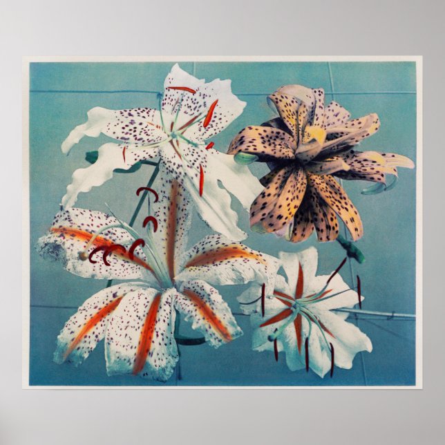 Vintage Botanical Illustration Poster (Front)