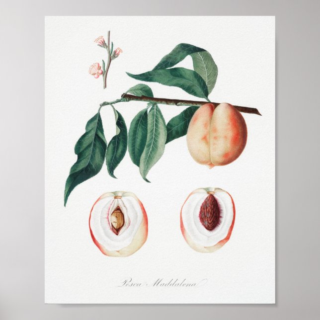 Vintage Botanical Illustration Poster (Front)