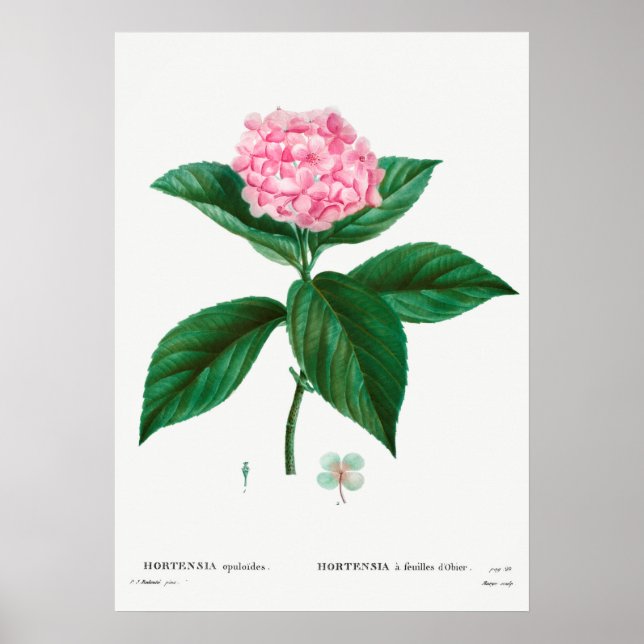 Vintage Botanical Illustration Poster (Front)