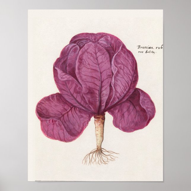 Vintage Botanical Illustration Poster (Front)