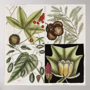 Vintage Botanical Illustration Poster