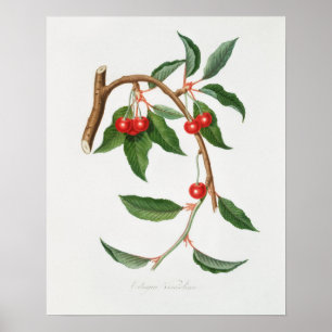 Vintage Botanical Illustration Poster