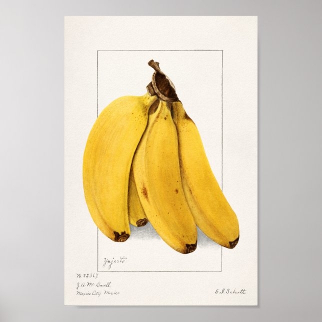 Vintage Botanical Illustration Poster (Front)