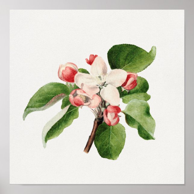 Vintage Botanical Illustration Poster (Front)