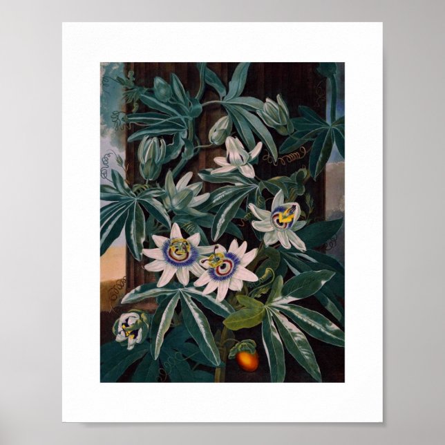 Vintage Botanical Illustration Poster (Front)