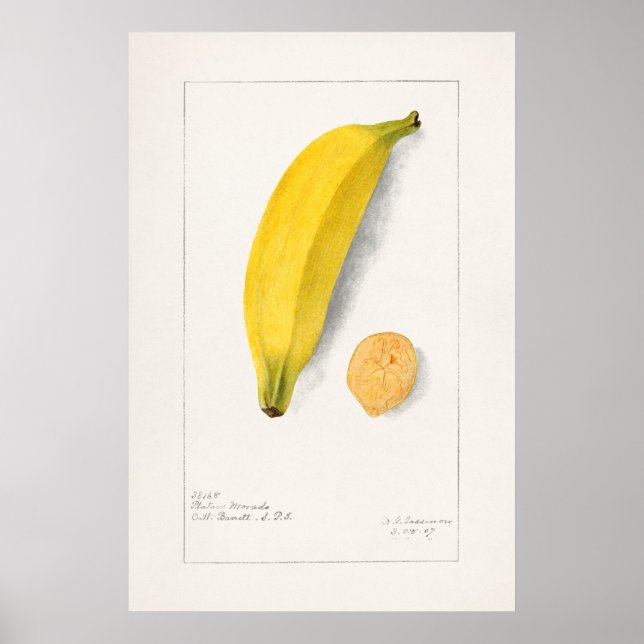 Vintage Botanical Illustration Poster (Front)