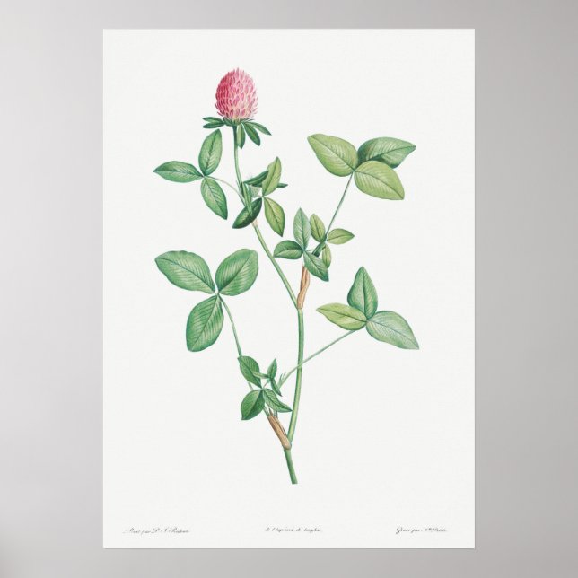 Vintage Botanical Illustration Poster (Front)