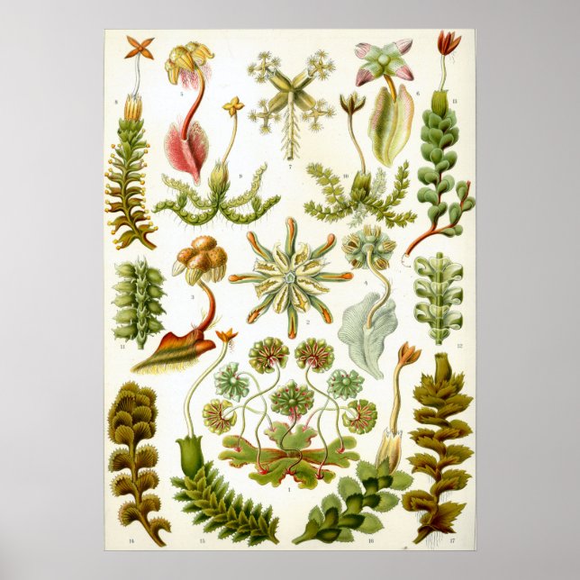 Vintage Botanical Illustration Poster (Front)