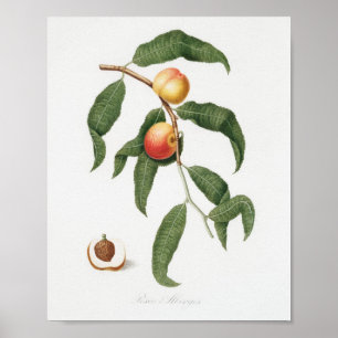 Vintage Botanical Illustration Poster