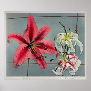 Vintage Botanical Illustration Poster
