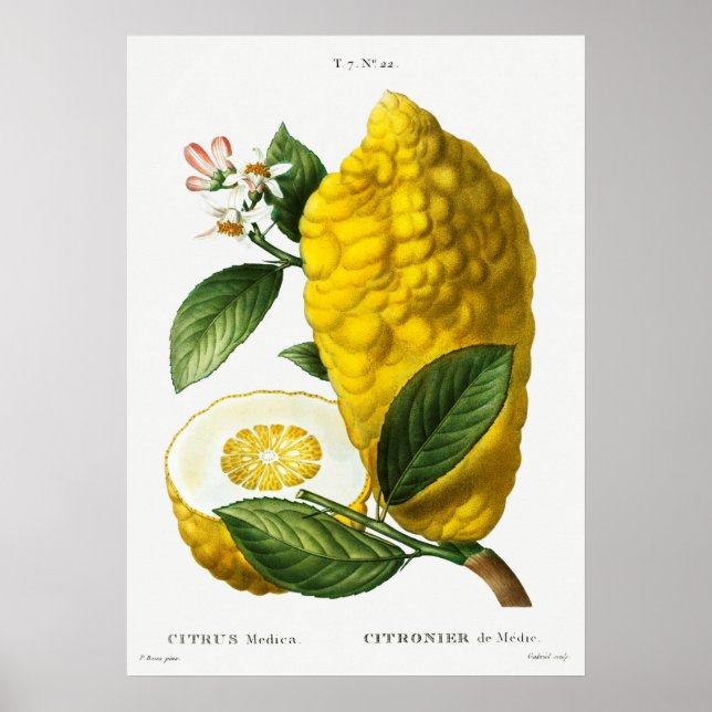 Vintage Botanical Illustration Poster (Front)