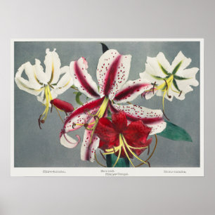 Vintage Botanical Illustration Poster