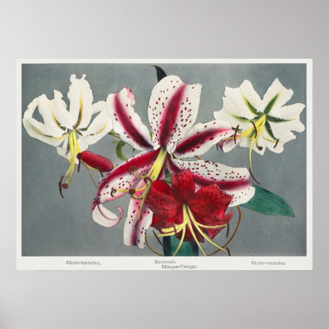 Vintage Botanical Illustration Poster (Front)