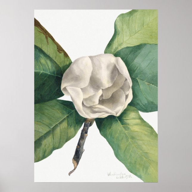 Vintage Botanical Illustration Poster (Front)
