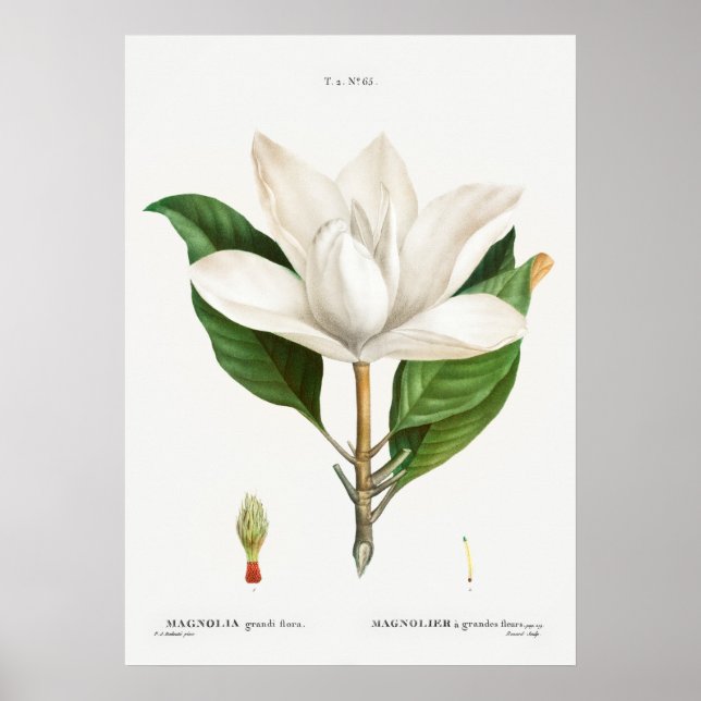 Vintage Botanical Illustration Poster (Front)