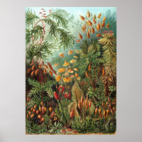 Vintage Botanical Illustration