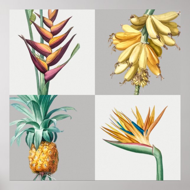 Vintage Botanical Illustration Poster (Front)