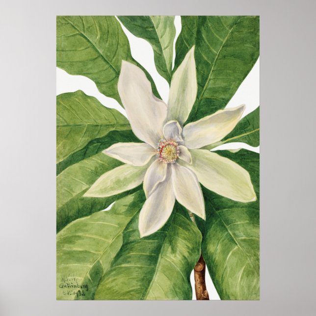 Vintage Botanical Illustration Poster (Front)