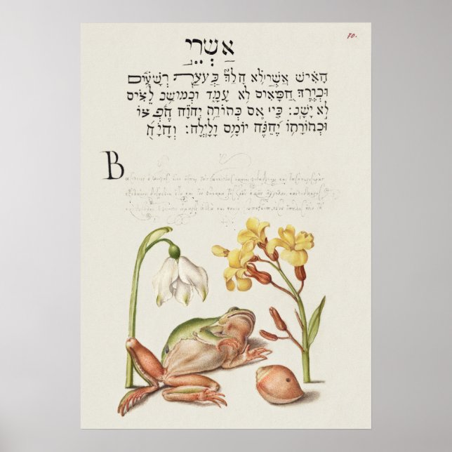 Vintage Botanical Illustration Poster (Front)