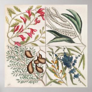 Vintage Botanical Illustration Poster