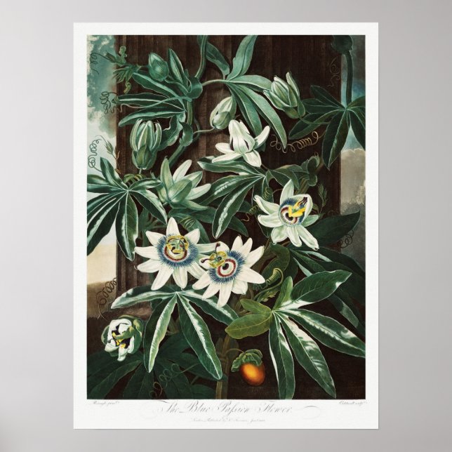 Vintage Botanical Illustration Poster (Front)