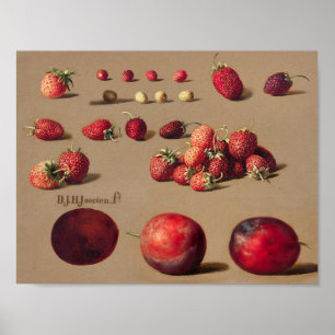 Vintage Botanical Illustration Poster