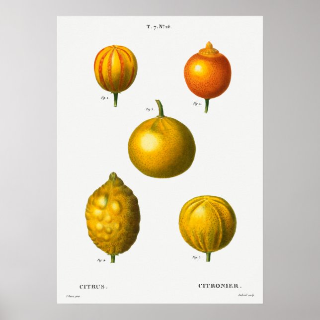 Vintage Botanical Illustration Poster (Front)