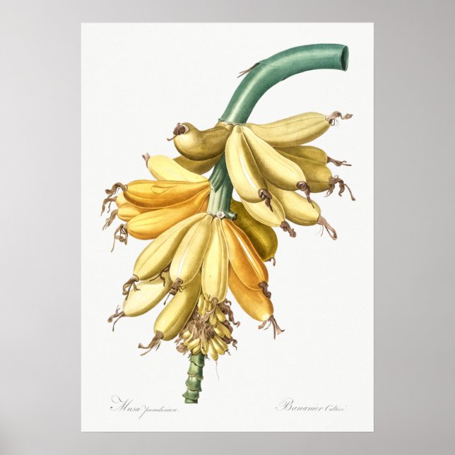 Vintage Botanical Illustration Poster (Front)