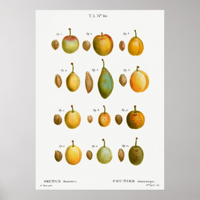 Vintage Botanical Illustration Poster (Front)