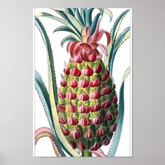 Vintage Botanical Illustration Poster (Front)