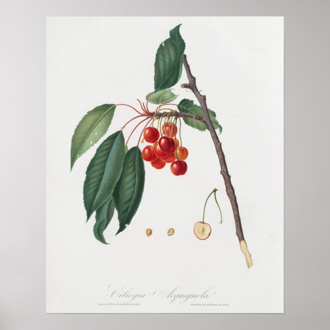 Vintage Botanical Illustration Poster (Front)