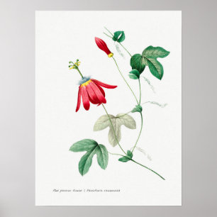 Vintage Botanical Illustration Poster