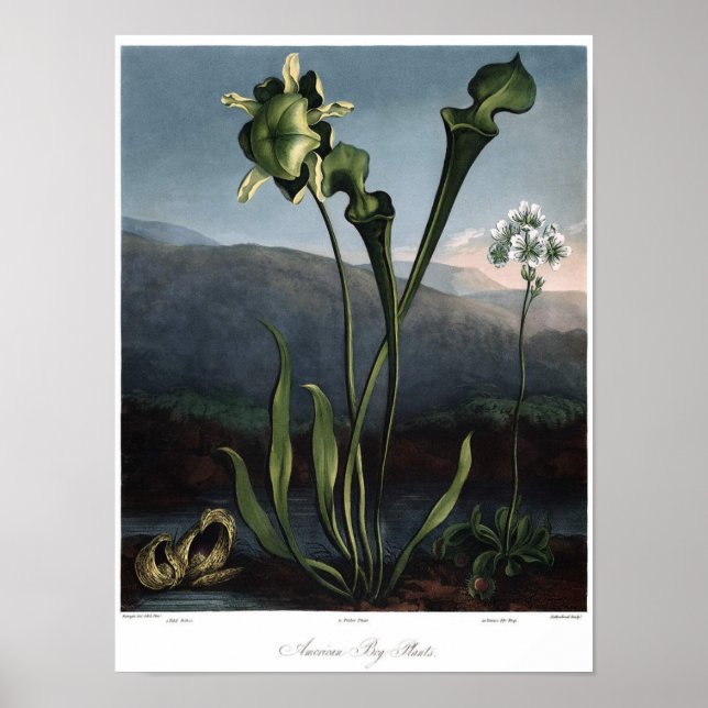 Vintage Botanical Illustration Poster (Front)