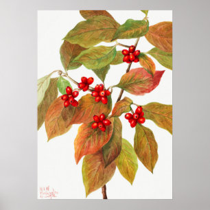 Vintage Botanical Illustration Poster