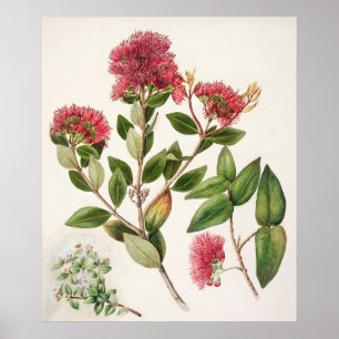 Vintage Botanical Illustration Poster