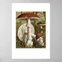 Vintage Botanical Illustration