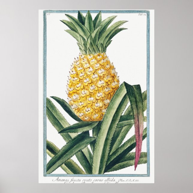 Vintage Botanical Illustration Poster (Front)