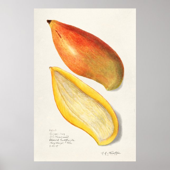 Vintage Botanical Illustration Poster (Front)
