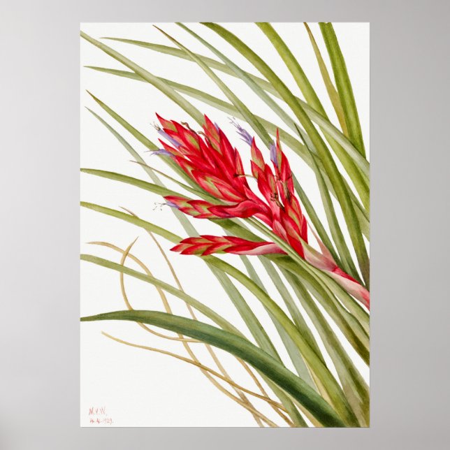 Vintage Botanical Illustration Poster (Front)