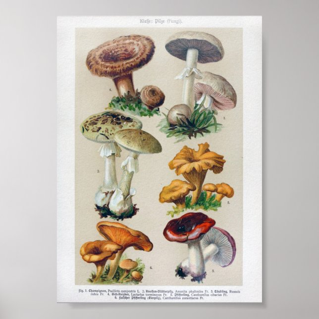 Vintage Botanical Illustration Poster (Front)