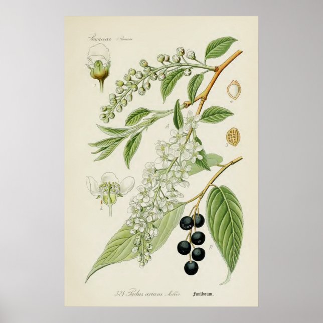 Vintage Botanical Illustration Poster (Front)