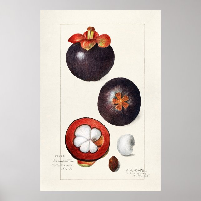 Vintage Botanical Illustration Poster (Front)