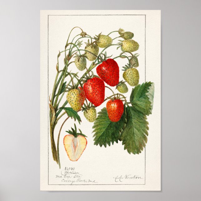 Vintage Botanical Illustration Poster (Front)
