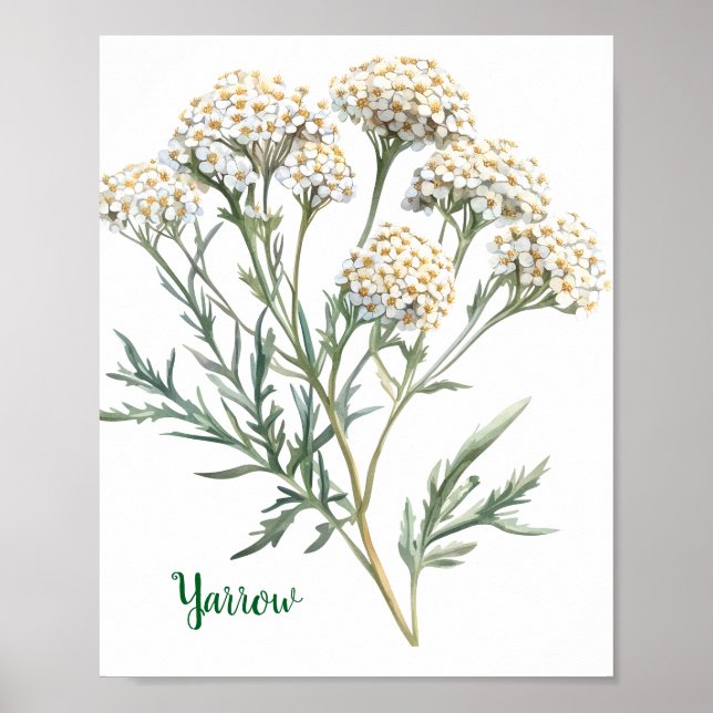 Vintage Botanical Illustration Yarrow Poster (Front)