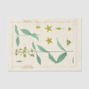Vintage Botanical Illustration Yellow Wildflower Tissue Paper