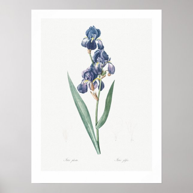 VINTAGE BOTANICAL "IRIS" REDOUTÉ POSTER (Front)